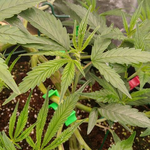 AK-47 growlog timeline photo