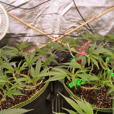 AK-47 growlog timeline photo