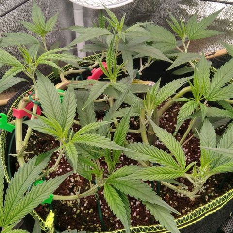 AK-47 growlog timeline photo