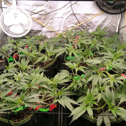 AK-47 growlog timeline photo