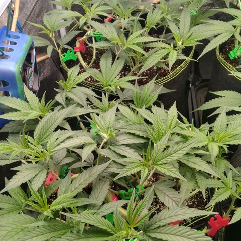 AK-47 growlog timeline photo