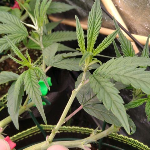 AK-47 growlog timeline photo