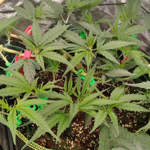 AK-47 growlog timeline photo