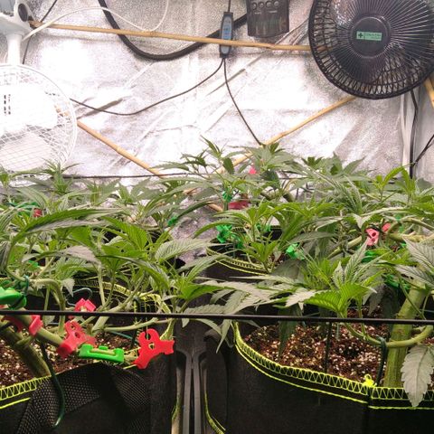 AK-47 growlog timeline photo