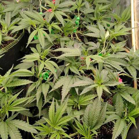 AK-47 growlog timeline photo