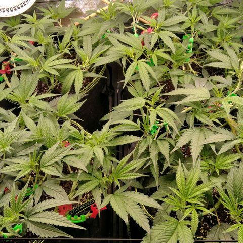 AK-47 growlog timeline photo