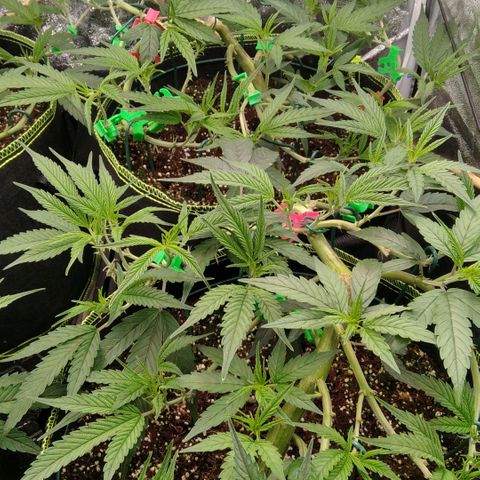 AK-47 growlog timeline photo