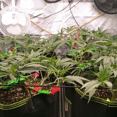 AK-47 growlog timeline photo