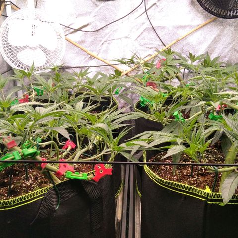AK-47 growlog timeline photo