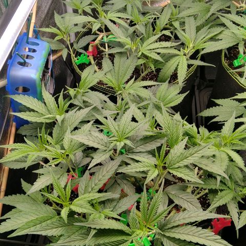 AK-47 growlog timeline photo