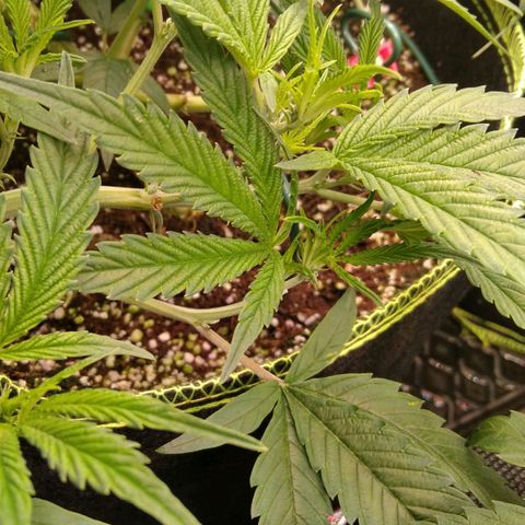 AK-47 growlog timeline photo
