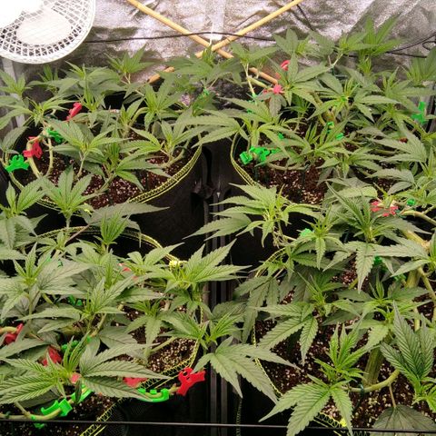 AK-47 growlog timeline photo