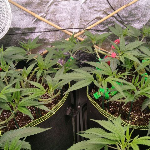 AK-47 growlog timeline photo