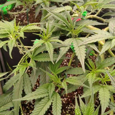 AK-47 growlog timeline photo