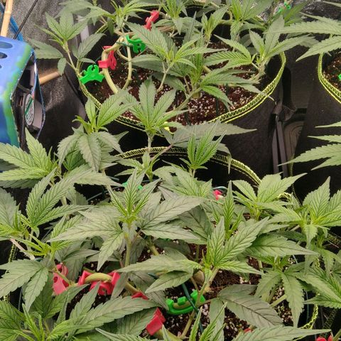 AK-47 growlog timeline photo