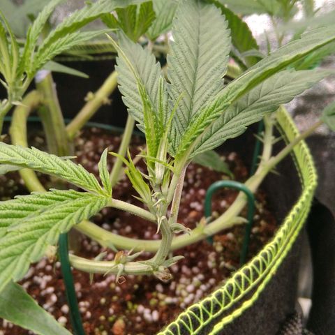 AK-47 growlog timeline photo