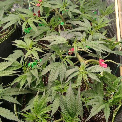 AK-47 growlog timeline photo
