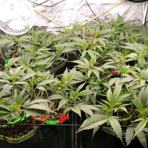 AK-47 growlog timeline photo