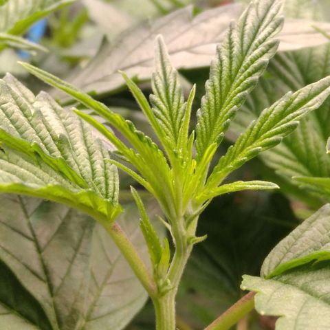 AK-47 growlog timeline photo
