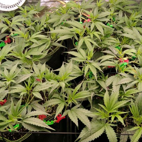 AK-47 growlog timeline photo