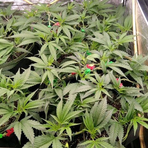 AK-47 growlog timeline photo