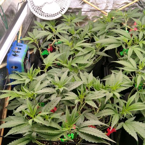 AK-47 growlog timeline photo