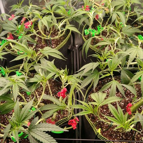 AK-47 growlog timeline photo