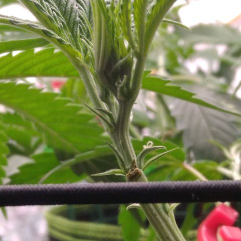 AK-47 growlog timeline photo