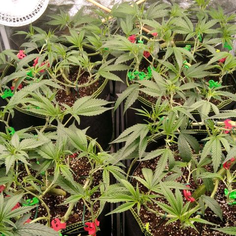 AK-47 growlog timeline photo