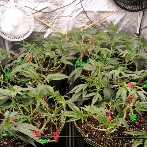 AK-47 growlog timeline photo