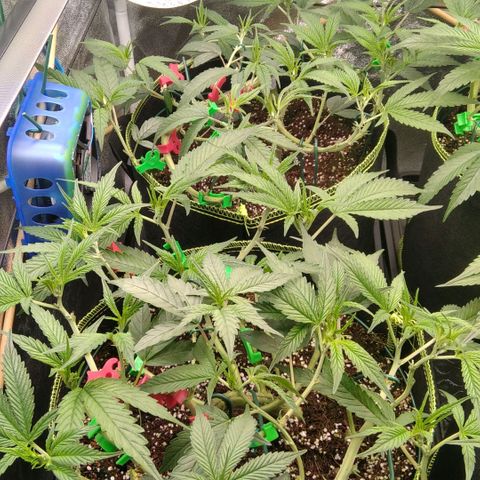 AK-47 growlog timeline photo