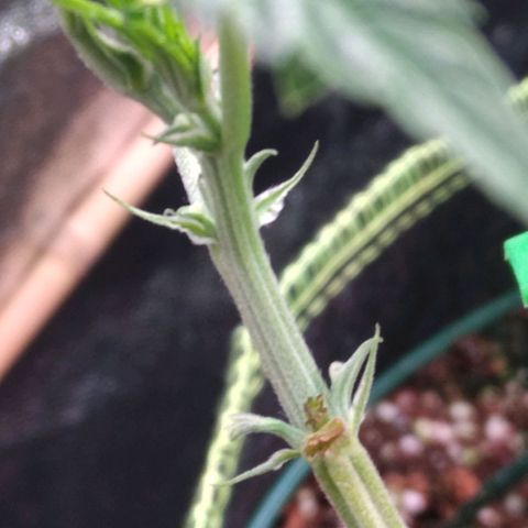 AK-47 growlog timeline photo