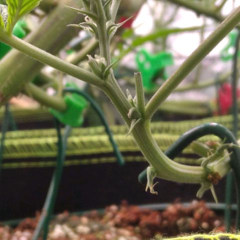 AK-47 growlog timeline photo