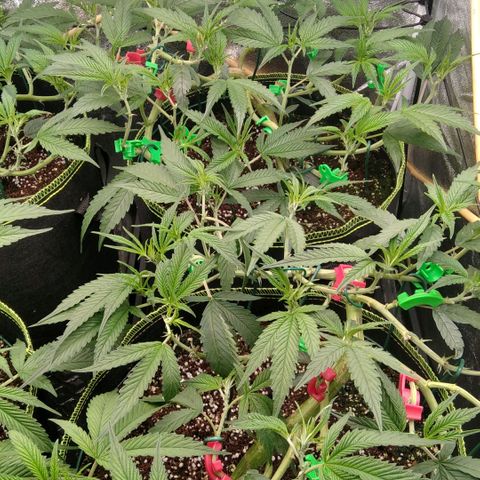 AK-47 growlog timeline photo