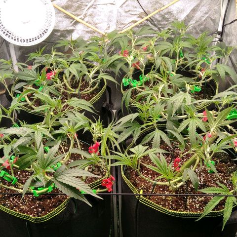 AK-47 growlog timeline photo