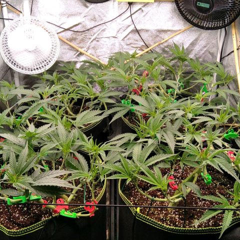 AK-47 growlog timeline photo