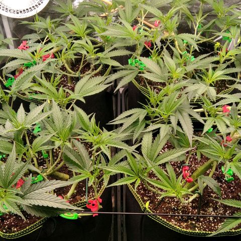 AK-47 growlog timeline photo