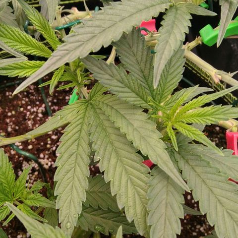 AK-47 growlog timeline photo