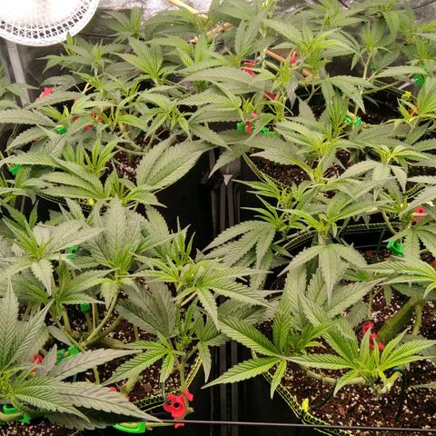 AK-47 growlog timeline photo