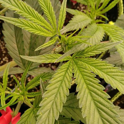 AK-47 growlog timeline photo