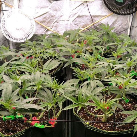 AK-47 growlog timeline photo