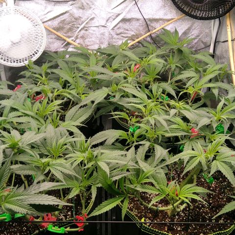 AK-47 growlog timeline photo