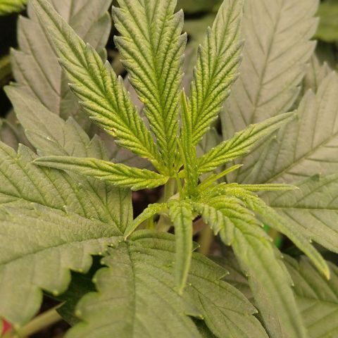 AK-47 growlog timeline photo