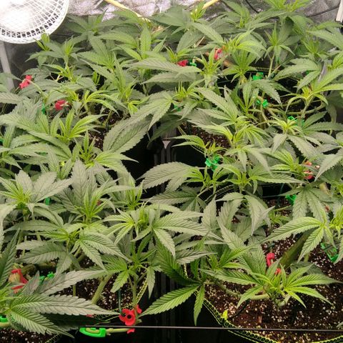 AK-47 growlog timeline photo