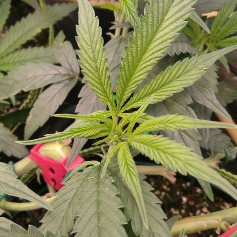 AK-47 growlog timeline photo