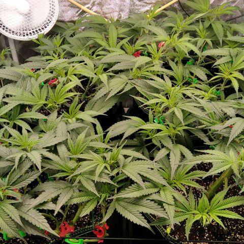 AK-47 growlog timeline photo