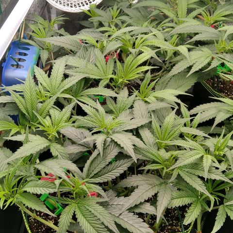 AK-47 growlog timeline photo