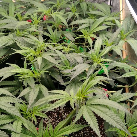 AK-47 growlog timeline photo