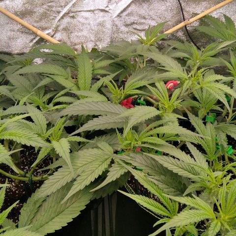 AK-47 growlog timeline photo