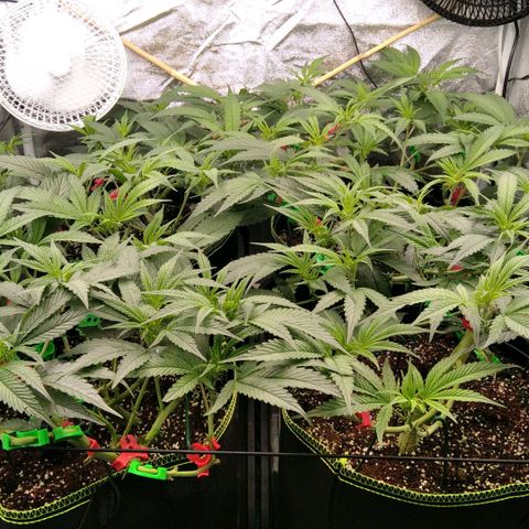 AK-47 growlog timeline photo